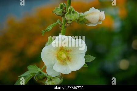 Weiße Moschusmalvenblume auf einer Makroaufnahme eines sonnigen Sommertages. Gartenmalvenmoscata mit weißen Blütenblättern Stockfoto