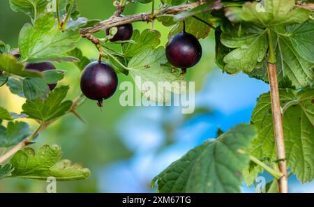 Schwarze Samtstachelbeere – neue Hybride zwischen schwarzer Johannisbeere und Stachelbeere, genannt „Jostaberry“ Stockfoto