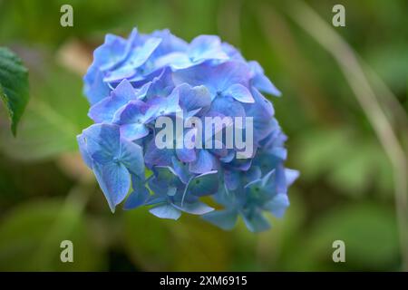 Blau mit zarten Anklängen an rosafarbene Blumenköpfe einer lebendigen Hortensie-Makrophylla, zorro, ultramarinfarbene Röschen Stockfoto