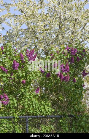 Fliederblüten und Apfelbaum mit grünen Blättern auf einem Ast Stockfoto