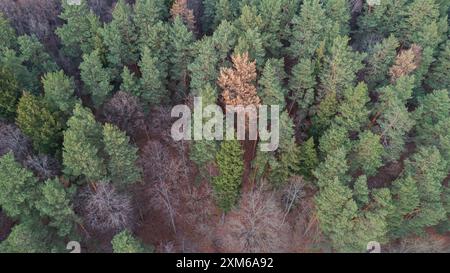 Drohnenansicht der sterbenden Wälder Stockfoto