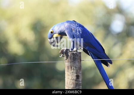 Hyazinthara ( Anodorhynchus hyacinthinus) sitzt auf einem Zaunpfosten Stockfoto