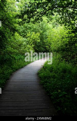 Ein Holzsteg schlängelt sich durch einen dichten, grünen Wald, das Sonnenlicht filtert durch die Baumkronen und wirft Schatten auf den Weg, Auvergne, Frankreich Stockfoto