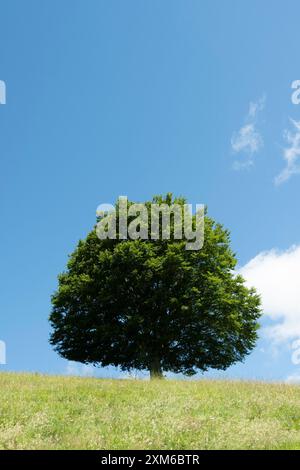 Eine einsame, große Laubeiche steht hoch auf einem grasbewachsenen Hügel, deren grüne Blätter einen Kontrast zum hellblauen Himmel darüber bilden. Weiße, flauschige Wolken schweben Stockfoto