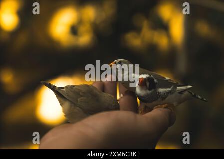 Kleine süße Finken nehmen ihr Essen aus menschlichen Händen. Hochwertige Fotos Stockfoto