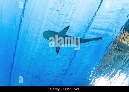 Niedriger Blickwinkel auf einen großen Fisch, der im Aquarium schwimmt, Meerestiere. Hochwertige Fotos Stockfoto