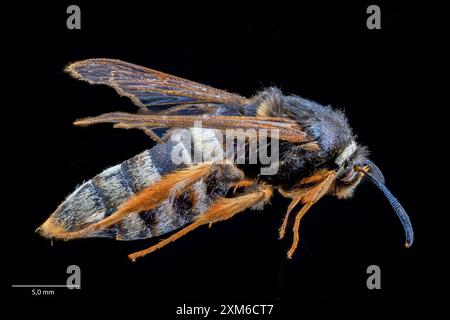 Mondhornismotte (Sesia bembeciformis). Kirkehamn, Hidra, Agder, Südwestnorwegen. Erste Akte aus Agder County Stockfoto