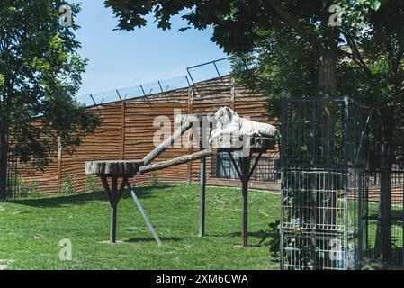 Weißer bengalischer Tiger, der auf dem Wald in der Sonne sitzt, Zootiere, natürlicher Bewohner. Hochwertige Fotos Stockfoto