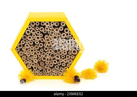 Bienenhaus für Erhaltung und Schutz mit Bienen und nektarreichen Löwenzahnblüten. Umweltfreundliche Unterkunft sechseckige Holzform mit Bambus. Stockfoto