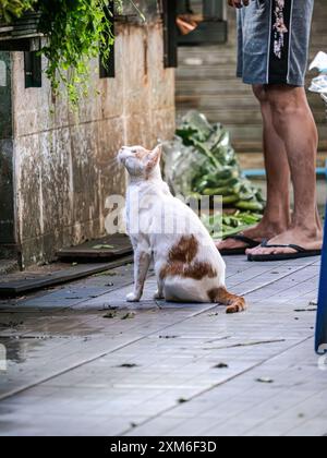 Eine weiße und orangene Katze sitzt auf einer gefliesten Terrasse Stockfoto