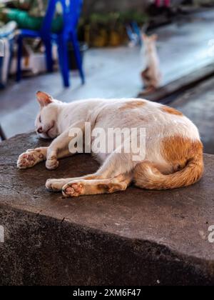 Eine weiße und orangene Katze schläft auf einer Betonoberfläche in Thailand. Stockfoto