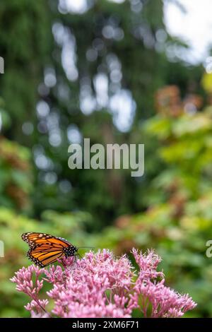 Monarchschmetterling auf rosa Blumen Stockfoto