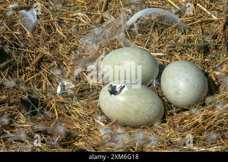 Uber den Prozess der Schlupfzygneten (Cygnus olor) aus einem Nesteig. Stockfoto