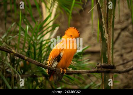 Leuchtend oranger Vogel, der auf einem Ast inmitten grüner Blätter thront Stockfoto