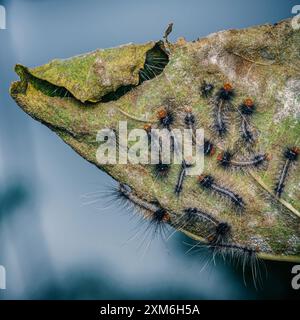 Die Raupen der Zigeunermotten fressen ein Blatt. Stockfoto