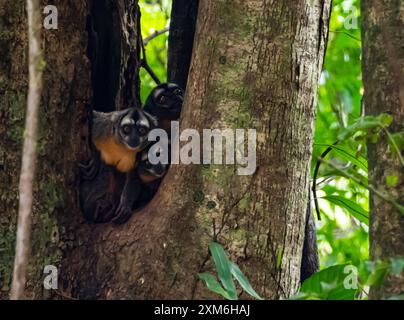 Nachtaffen, auch als Eulenaffen oder Douroucoulis bekannt, sind nachtaktive Neuweltaffen der Gattung Aotus, das einzige Mitglied der Familie Aotidae. Am Stockfoto