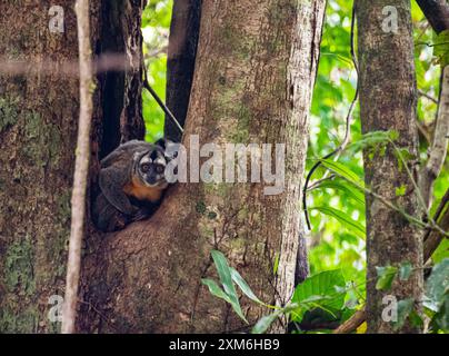 Nachtaffen, auch als Eulenaffen oder Douroucoulis bekannt, sind nachtaktive Neuweltaffen der Gattung Aotus, das einzige Mitglied der Familie Aotidae. Am Stockfoto