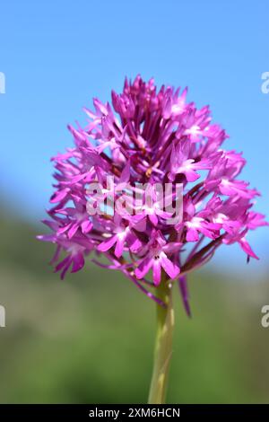 Detail der Pyramidenorchidee (Anacamptis pyramidalis) Stockfoto