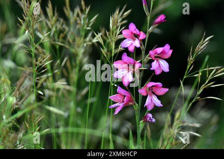 Der wilde Gladiolus (Gladiolus illyricus) unter Gräsern Stockfoto