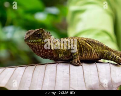 Grüne Eidechse sitzt auf dem Blatt im Amazonas-Regenwald, Amazonien, Pacaya Samiria National Reserve, Peru, Südamerika. Stockfoto