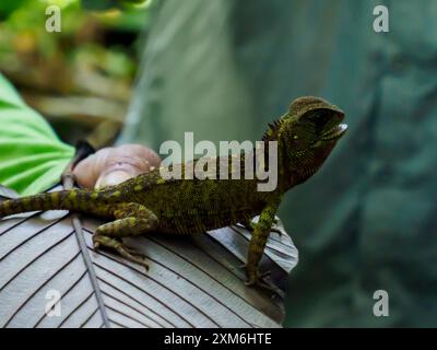 Grüne Eidechse sitzt auf dem Blatt im Amazonas-Regenwald, Amazonien, Pacaya Samiria National Reserve, Peru, Südamerika. Stockfoto