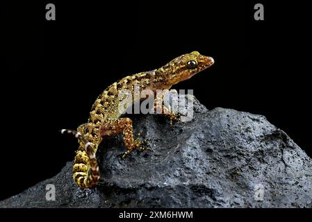 Der Muria Rock Gecko auf einem Felsen Stockfoto