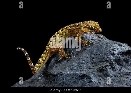 Der Muria Rock Gecko auf einem Felsen Stockfoto