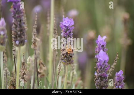 Nahaufnahme der Honigbiene auf Lavendelblumen in Blüte auf dem Feld Stockfoto