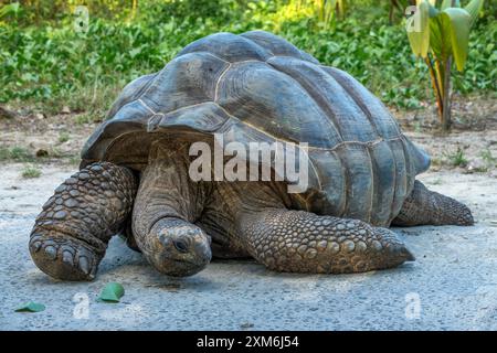 Nahaufnahme Porträt einer Riesenschildkröte, Seychellen Stockfoto
