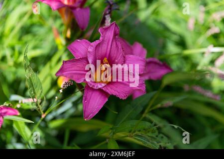 Nahaufnahme einer Purpurblume, die in einem Garten blüht Stockfoto