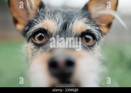Der schwarze Chihuahua blickt genau in die Kamera Stockfoto