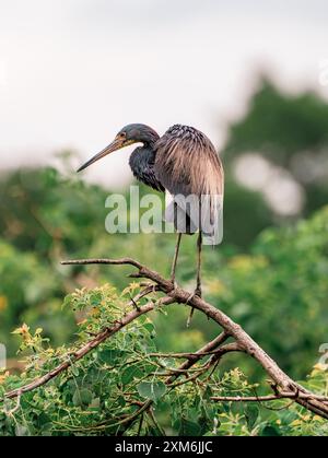 Dreifarbiger Reiher auf einem Baumzweig Stockfoto