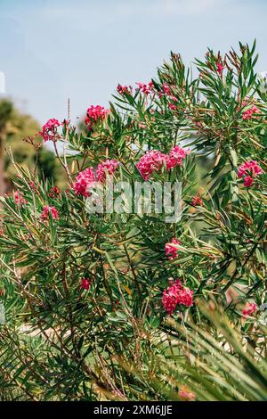 Oleander Calypso Busch im Sommer Stockfoto