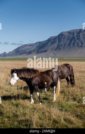 Pferde, die auf Grasfeld weiden, mit Gebirgszug im Hintergrund Stockfoto