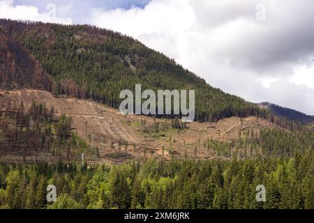 Blick auf die Berghütte nach einem Waldbrand in British Columbia. Stockfoto