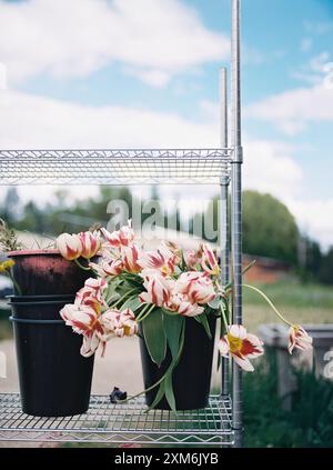 Töpfe mit rosa und weißen Tulpen auf einem Metallregal vor blauem Himmel Stockfoto
