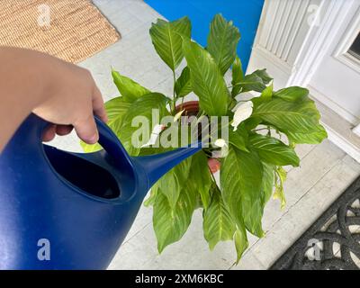 Hand mit blauer Gießkanne, um Lilienpflanzen auf der Veranda zu gießen Stockfoto