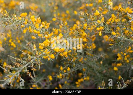 Die gelben Blumen von Ulex, gemeinhin als Gorse, Furze oder Whine bekannt, sind die Gattung der blühenden Pflanzen der Familie Fabaceae. Stockfoto