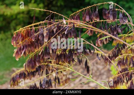 Isatis in den Bergen. Blumen blühen. Hüttengarten. Er wird wegen seiner schönen Blumen kultiviert. Stockfoto