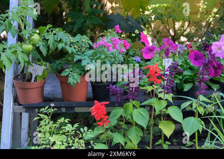 Setzlinge in Behältern auf dem lokalen Markt. Dekorative Topfpflanzen stehen zum Verkauf. Gartenladen. Verschiedene Blumen zur Dekoration. Stockfoto