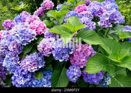 Lila Blaue Blumen blühende bunte Hortensie Macrophylla Bigleaf Hortensia MOPHEAD Lacecap Hortensia Französische Hortensia Stockfoto