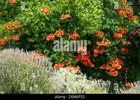 Trompete Kriechpflanze Rebe, Campsis radicans, wächst, Gartenpflanze Sträucher Blumen blühende Blüten blühende Blüten im blühenden Sommer Stockfoto