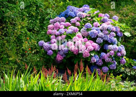 Purple Blue Blwering Garden Hydrangea macrophylla Semi Sträucher Stockfoto