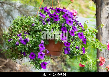 Hängender Topf gefüllt mit leuchtenden violetten Petunien und grünem Laub in einer Gartenanlage im Freien Stockfoto