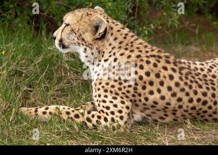 Porträt eines ruhenden Geparden Stockfoto