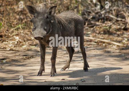Häufiges Warzenschwein in der Savanne im Kruger-Nationalpark Stockfoto
