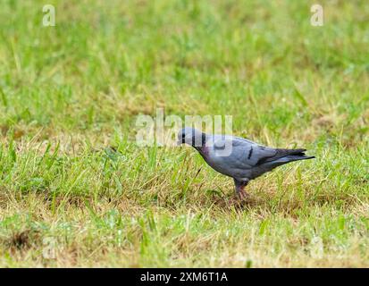 A Stock Dove, Columba oenas in Ambleside, Lake District, Großbritannien. Stockfoto