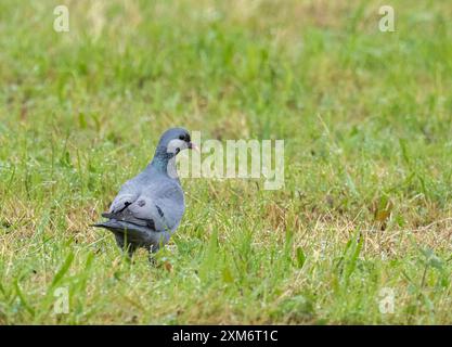 A Stock Dove, Columba oenas in Ambleside, Lake District, Großbritannien. Stockfoto