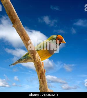 Ein Gouldischer Finch (Erythrura gouldiae oder Chloebia gouldiae) Ist ein farbenfroher Singvögel, der in Australien beheimatet ist Stockfoto