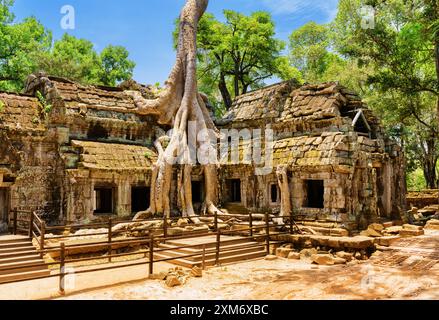 Fantastischer Ta Prohm Tempel mit Bäumen in Angkor, Kambodscha Stockfoto